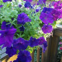 Location: My Caffeinated Garden, Grapevine, TX
Date: July 2017
Spectrum of blues and violets