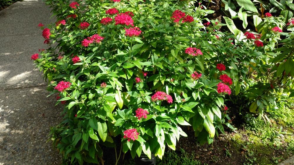Photo of Star Flower (Pentas lanceolata) uploaded by DogsNDaylilies