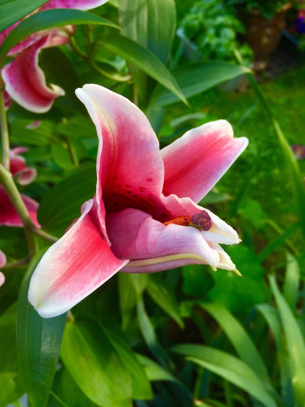 Photo of Lilies (Lilium) uploaded by PoppyLady420