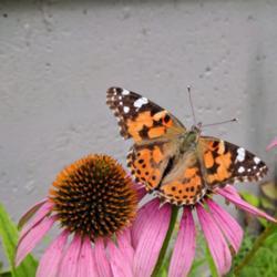 Location: New Brunswick, Canada
Date: 2017-08-13
End of life in a dry season, but the painted lady is still enjoyi
