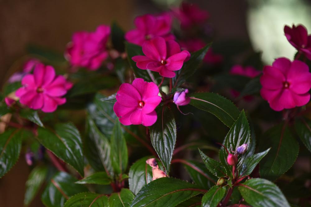 Photo of New Guinea Impatiens (Impatiens hawkeri) uploaded by cliftoncat