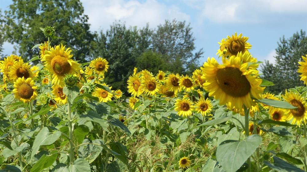 Photo of Sunflowers (Helianthus annuus) uploaded by tnbee