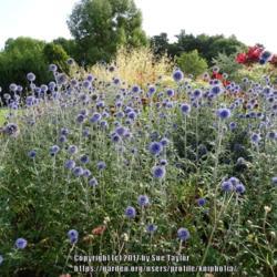 Location: RHS Harlow Carr, Yorkshire, UK
Date: 2017-08-19
In the main borders