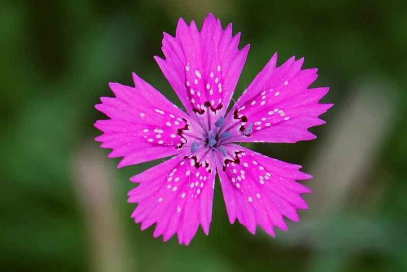 Dianthus Plant Care and Collection of Varieties