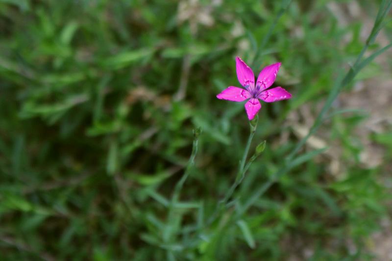Photo of Maiden Pink (Dianthus deltoides) uploaded by RuuddeBlock