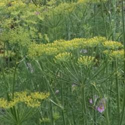 Location: Athol, MA
Date: 2017-08-20
I never knew dill flowers could be so beautiful. Pictures cannot 