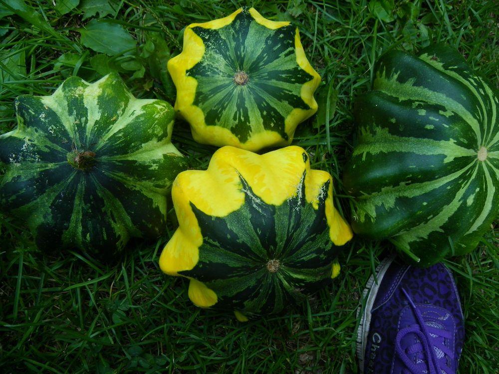 Gourds, Squashes And Pumpkins Plant Care and Collection of Varieties