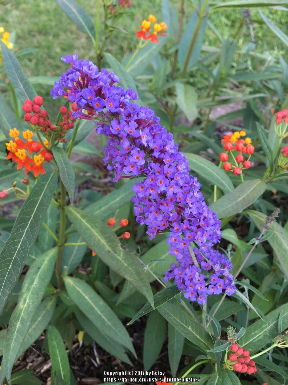 Butterfly Bushes Plant Care and Collection of Varieties