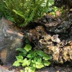 Location: Granite Falls, WA
Date: 2017-08-28
Piggyback Plant nestled beside an old growth tree stump