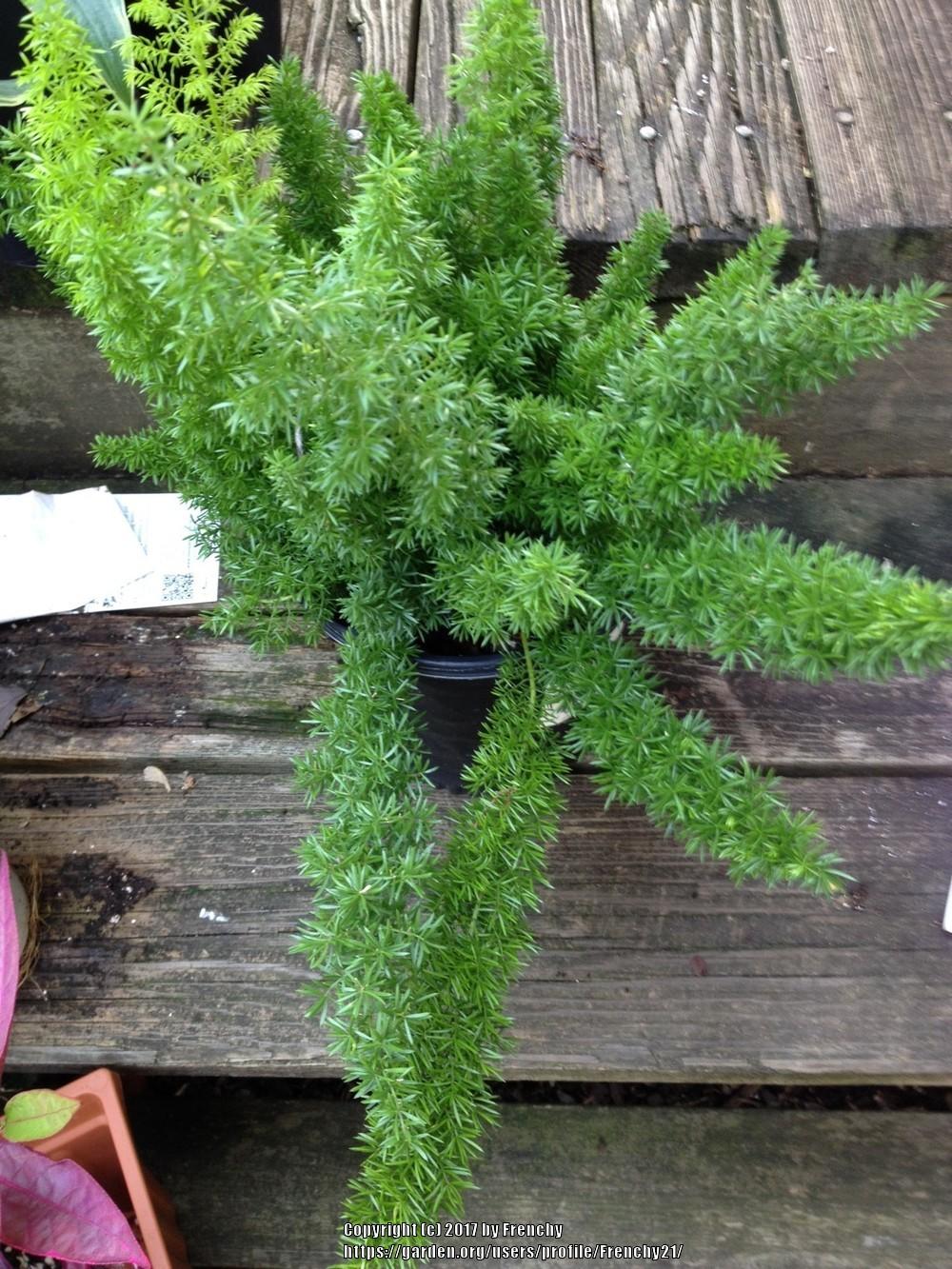 Photo of Foxtail Fern (Asparagus densiflorus 'Myers') uploaded by Frenchy21