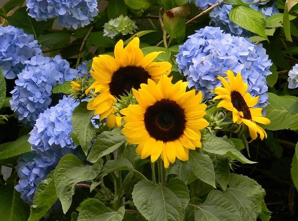 Photo of Sunflowers (Helianthus annuus) uploaded by SherriRaye