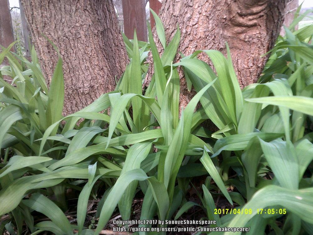 Photo of Daylily (Hemerocallis fulva) uploaded by SonoveShakespeare