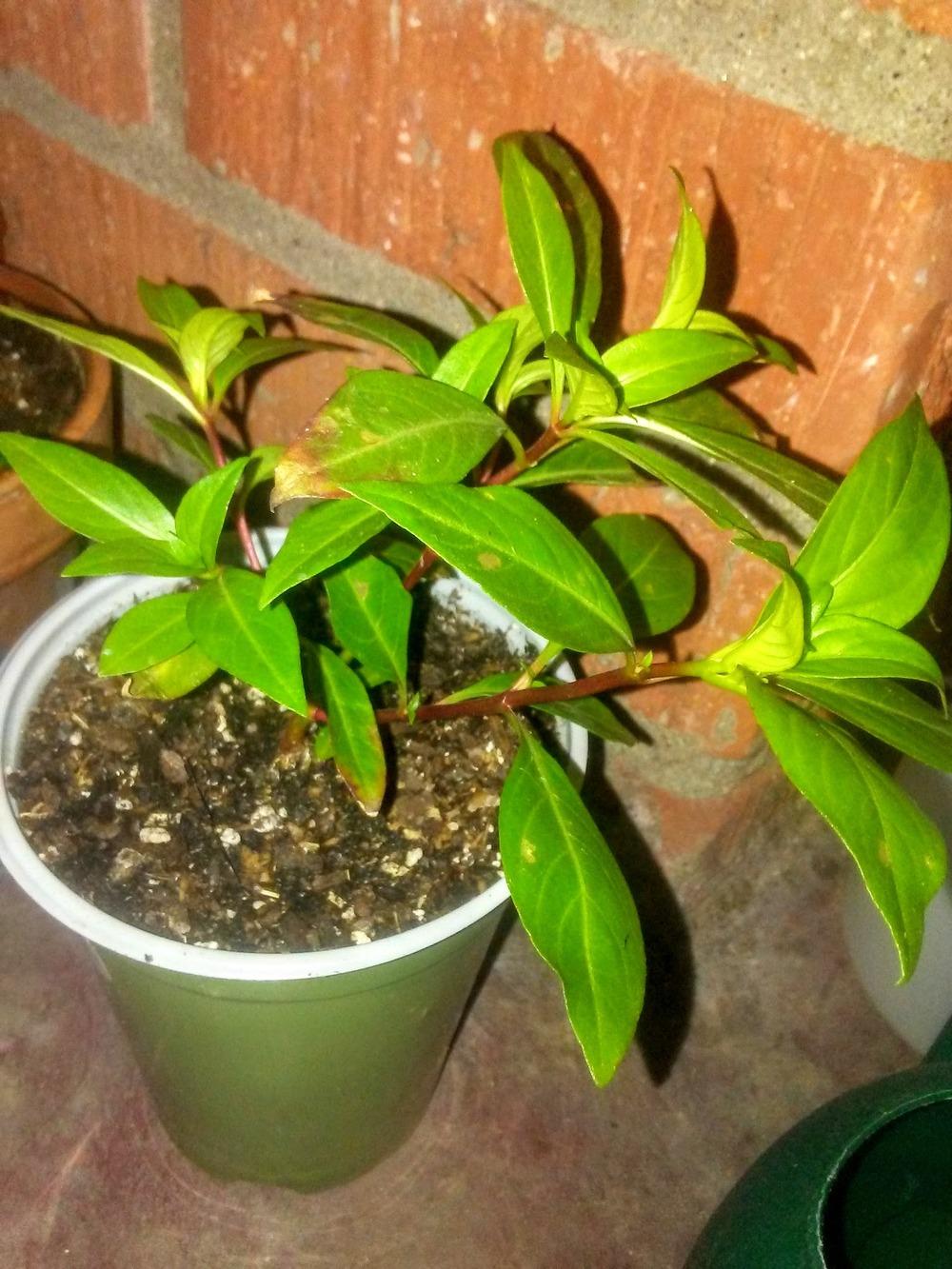 Photo of Firecracker Plant (Cuphea ignea) uploaded by carlysuko