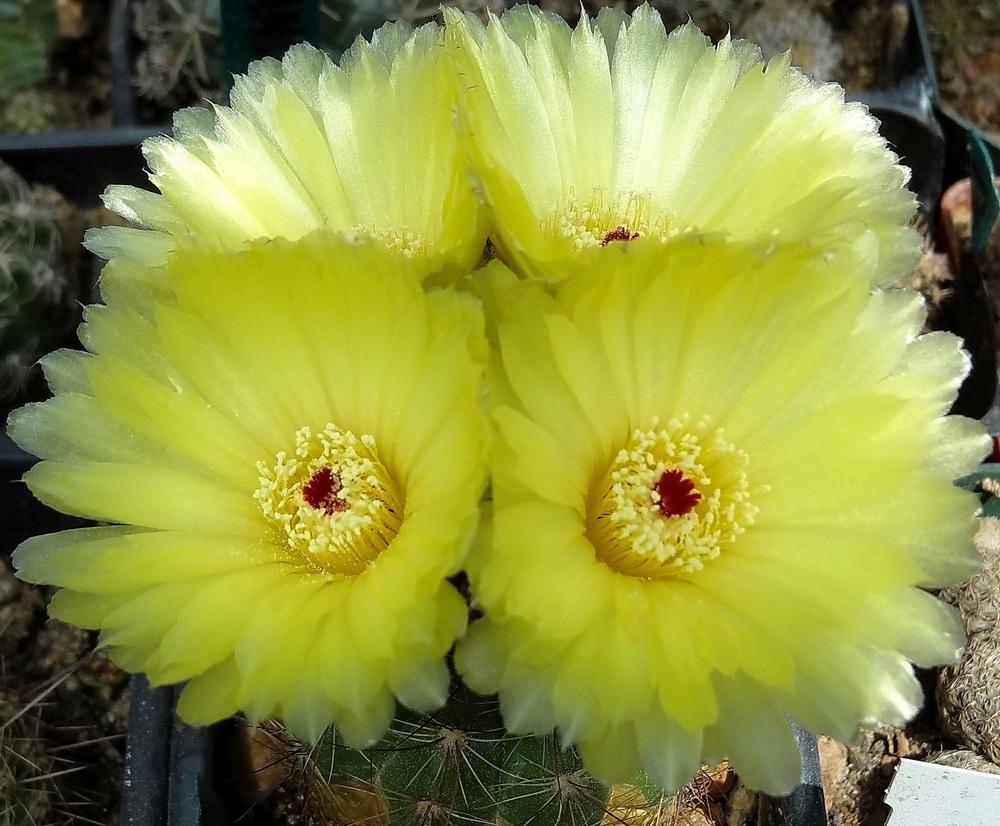 Photo of Indian Head Cactus (Parodia ottonis) uploaded by Orsola