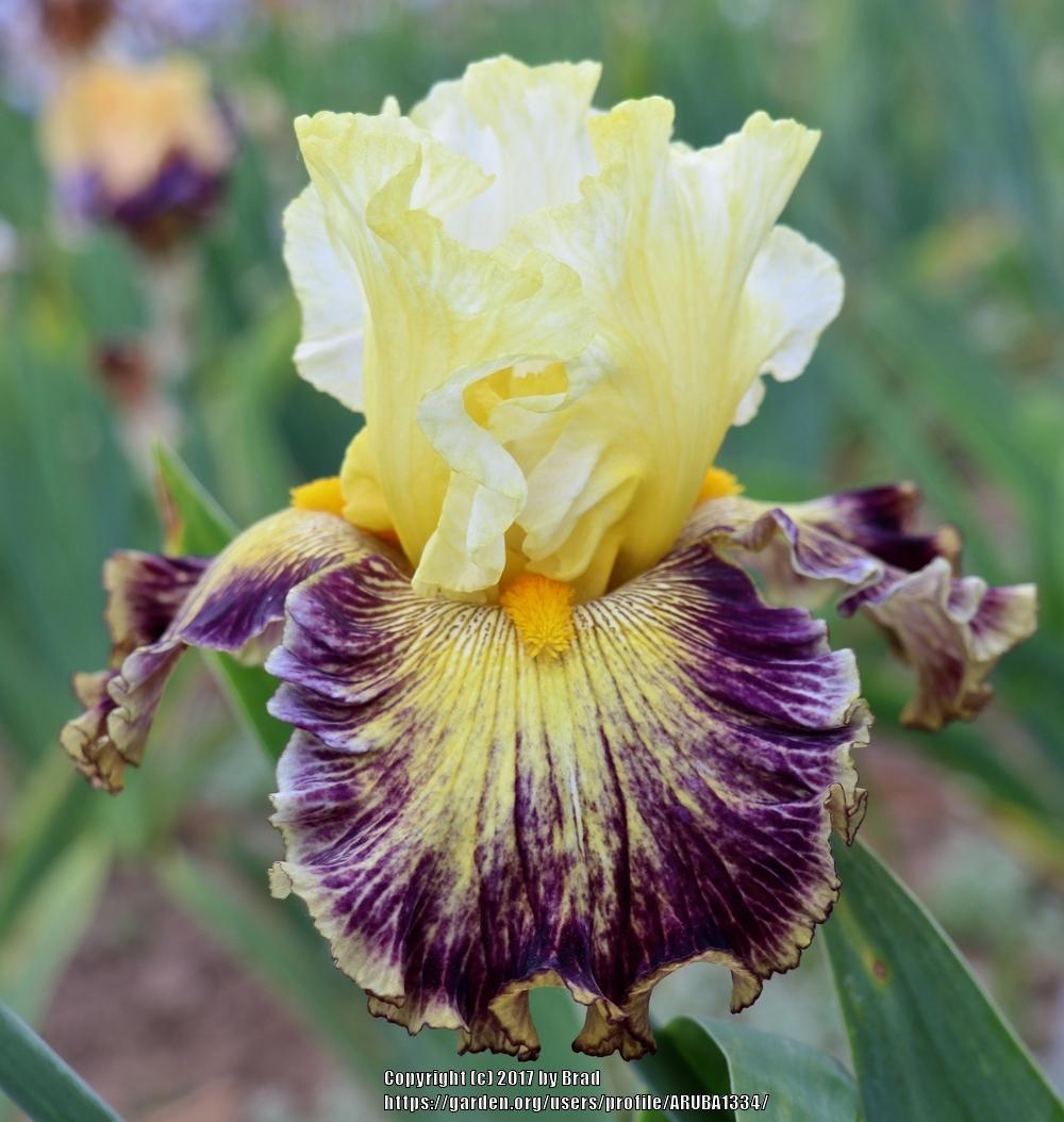 Photo of Tall Bearded Iris (Iris 'Cosmic Melody') uploaded by ARUBA1334