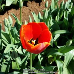 Location: Tesselaar Tulip Farm, Victoria, Australia
Date: 2017-09-17
First tulips starting to bloom at the Tesselaar Tulip Festival.