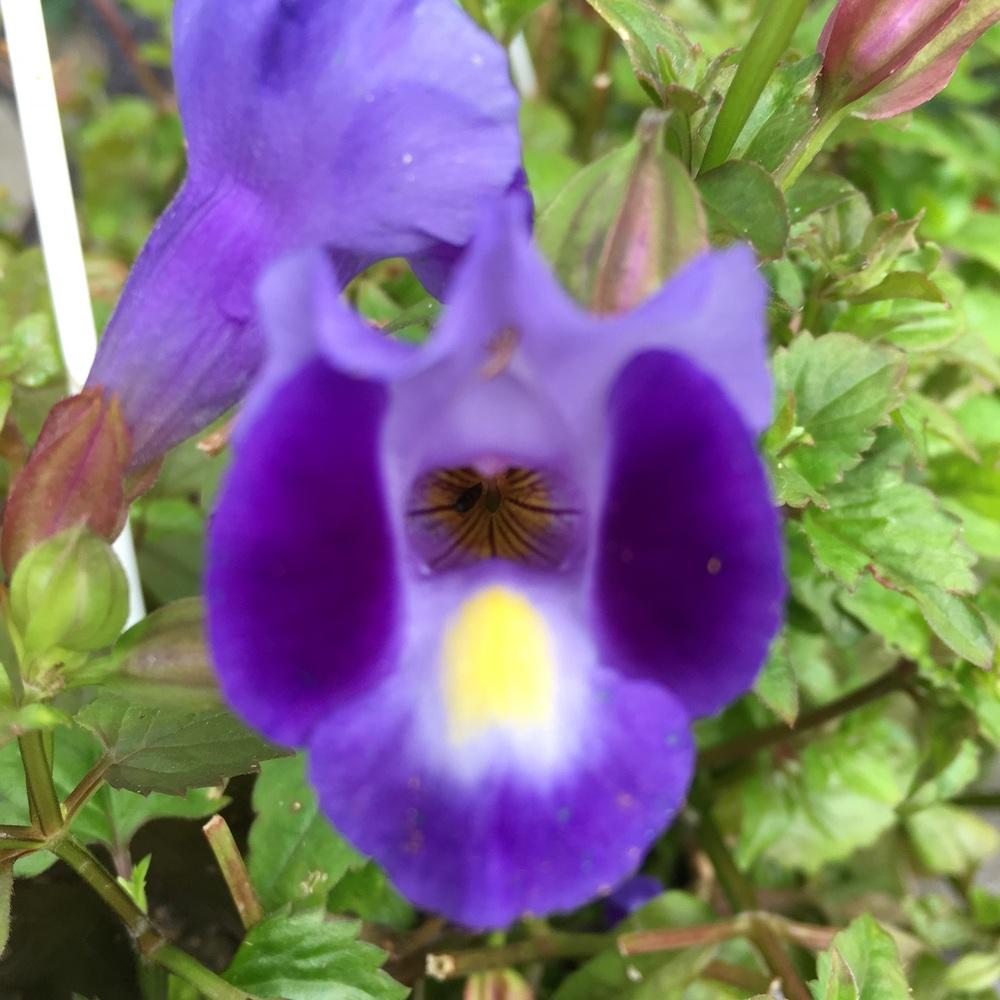 Photo of Wishbone Flower (Torenia fournieri) uploaded by Samlav