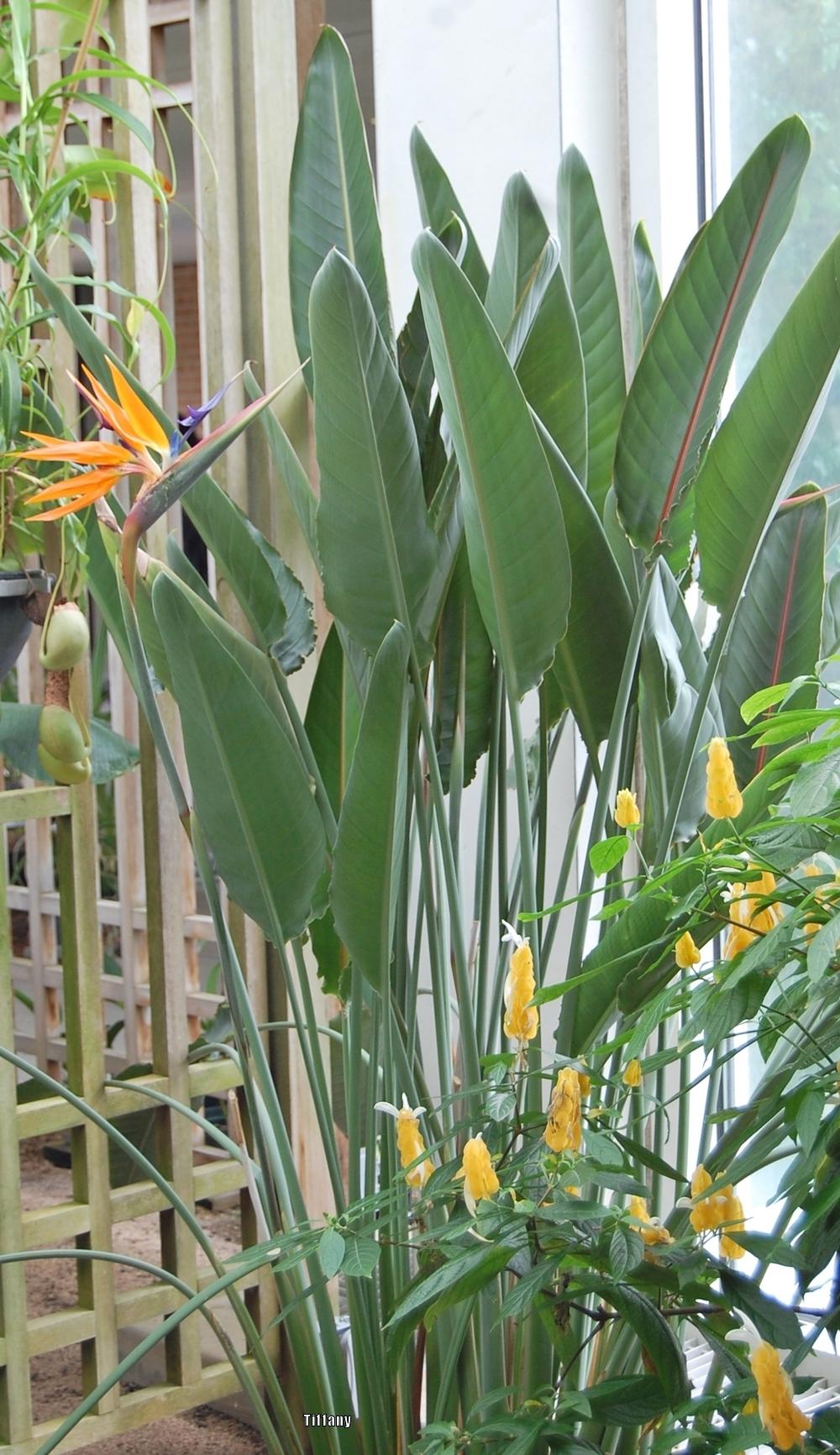 Photo of Bird of Paradise (Strelitzia reginae) uploaded by purpleinopp