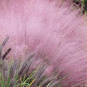 Photo of Pink Muhly Grass (Muhlenbergia capillaris) uploaded by Lalambchop1