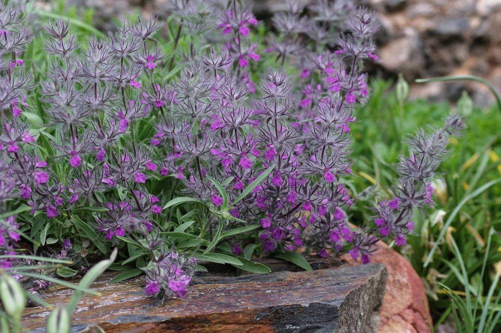 Lamb's Ears Plant Care and Collection of Varieties