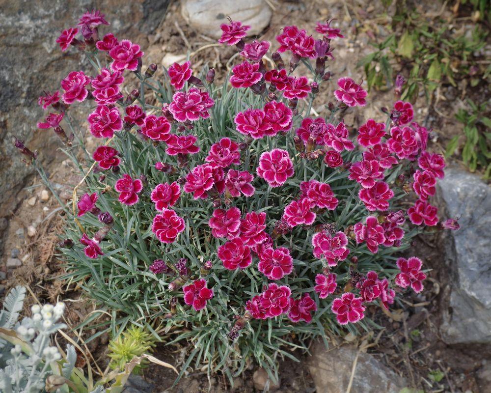 Dianthus Plant Care and Collection of Varieties