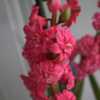 Hyacinthus orientalis 'Hollyhock' forced in pot