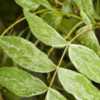 frosted-looking foliage of Hypericum 'Glacier'