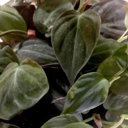 Location: Our apartment
Date: 2017-09-26
Mature leaves of the Velvet Leaf Philodendron have a dark, matte 