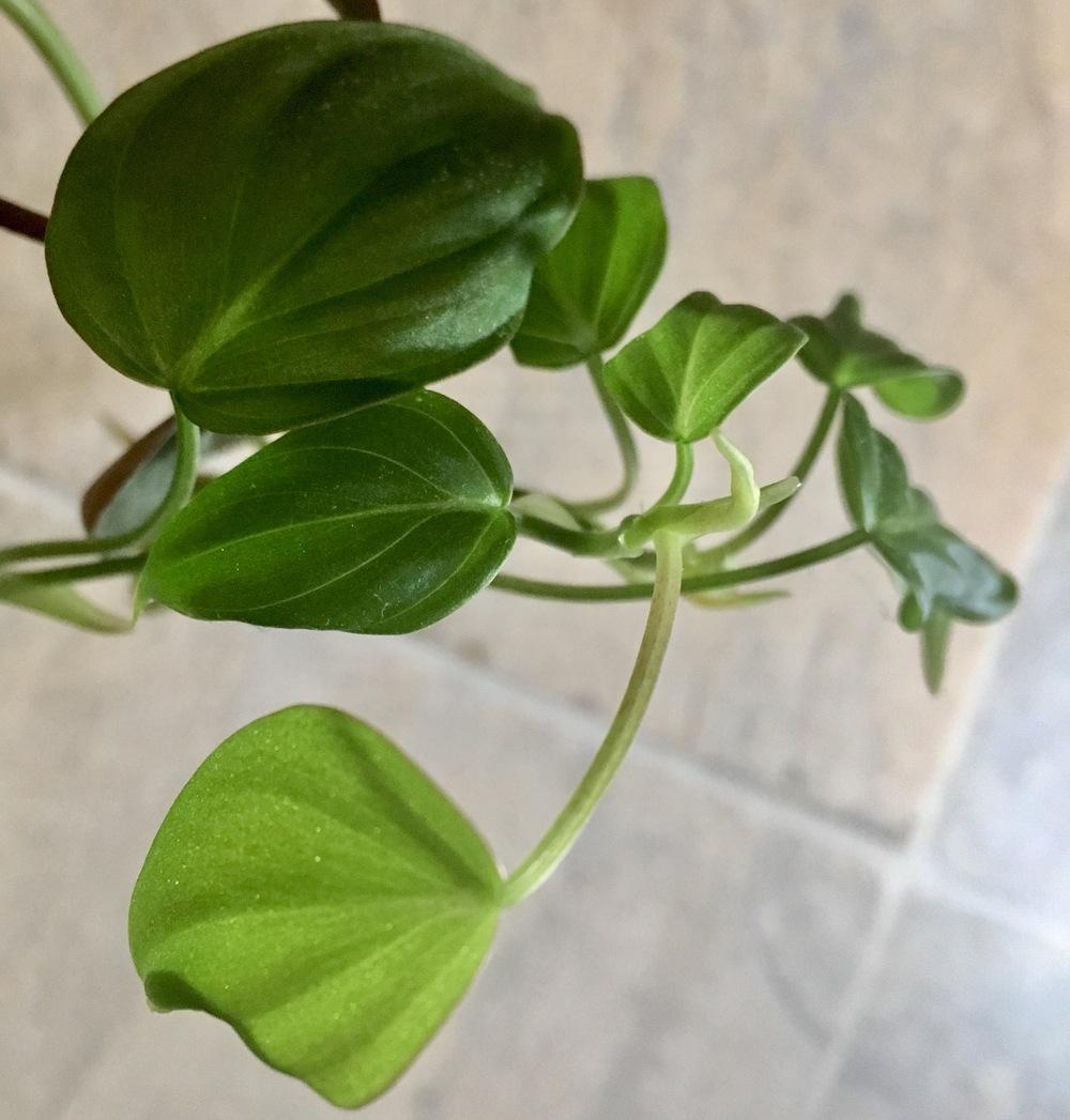Photo of Velvet Leaf Philodendron (Philodendron hederaceum var. hederaceum) uploaded by Hagbard