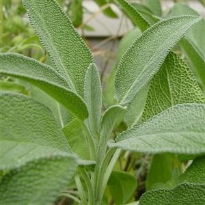 Photo of Culinary Sages (Salvia officinalis) uploaded by Lalambchop1
