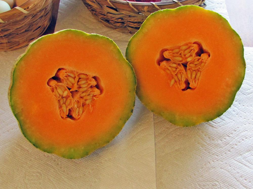Cantaloupes Plant Care and Collection of Varieties