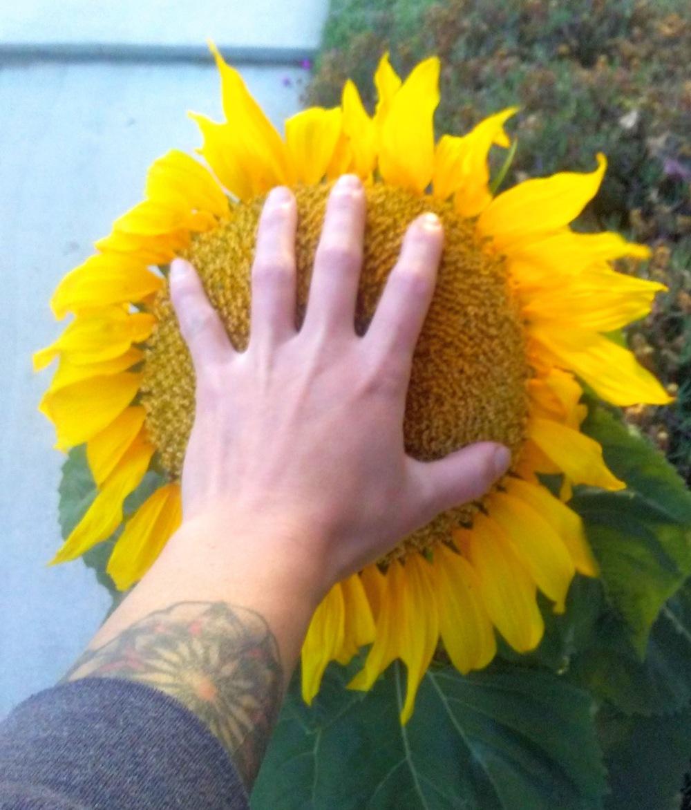 Photo of Sunflowers (Helianthus annuus) uploaded by carlysuko
