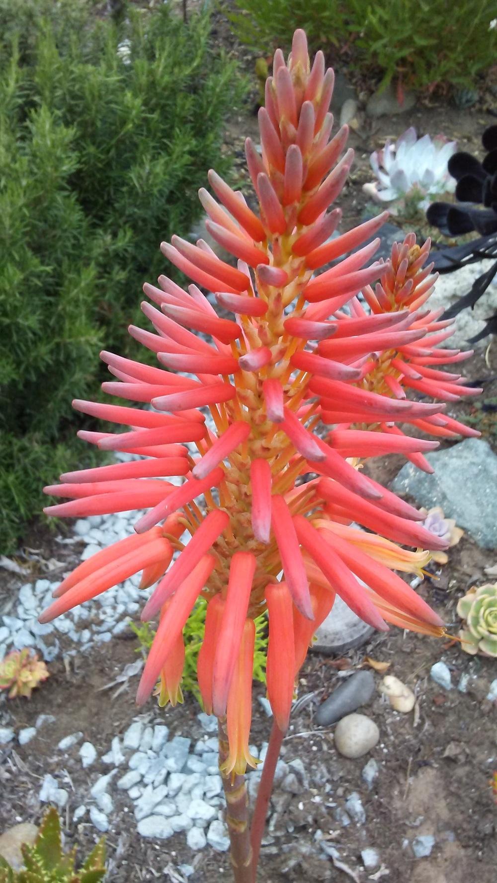 Photo of Aloes (Aloe) uploaded by carlysuko