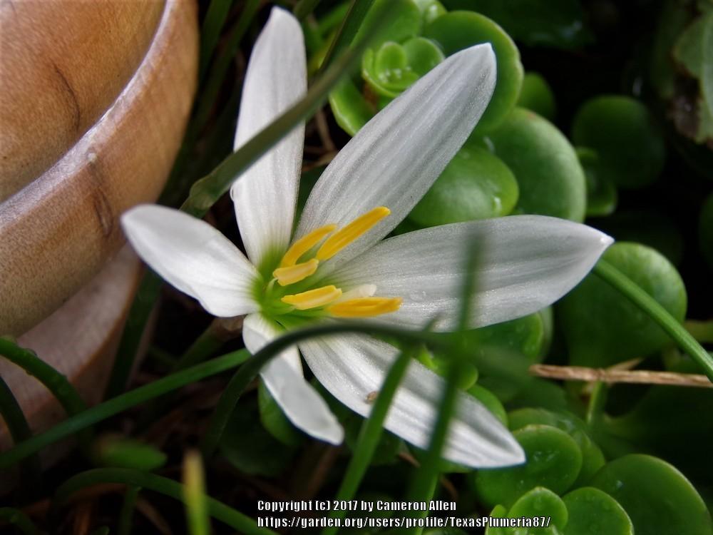 Photo of Rain Lily (Zephyranthes candida) uploaded by TexasPlumeria87