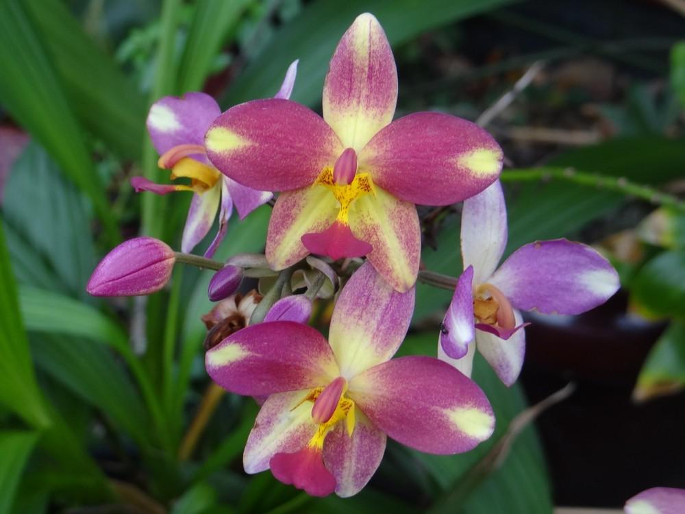 Photo of Philippine Ground Orchid (Spathoglottis plicata) uploaded by hawkarica