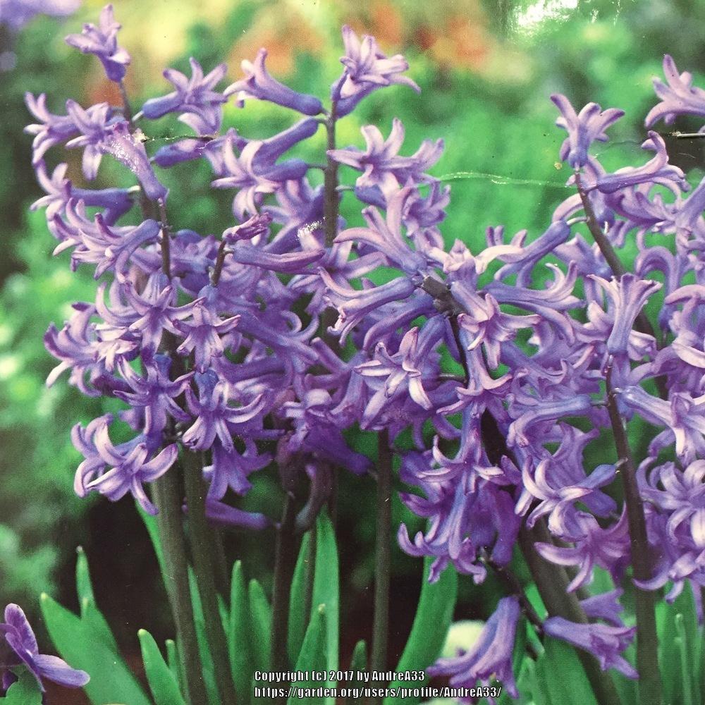 Hyacinths Plant Care and Collection of Varieties