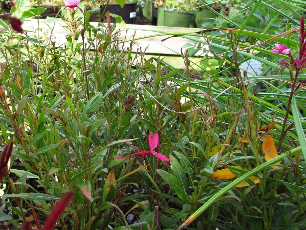 Photo of Appleblossom Grass (Oenothera lindheimeri Belleza™ Dark Pink) uploaded by jmorth