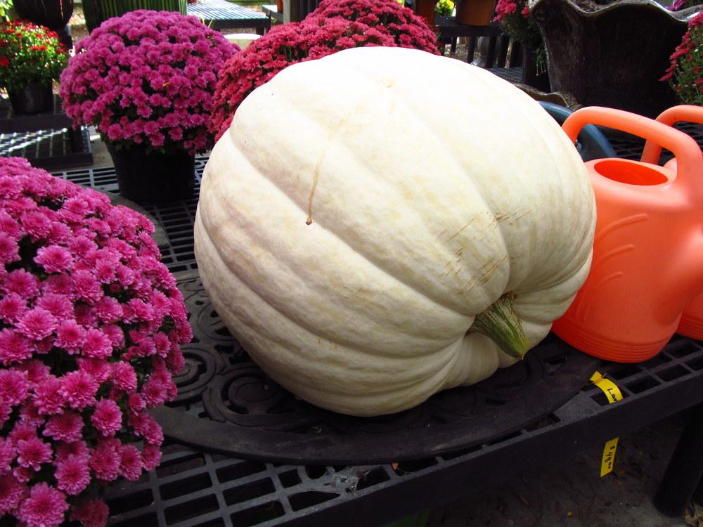 Photo of Gourds, Squashes and Pumpkins (Cucurbita) uploaded by jmorth