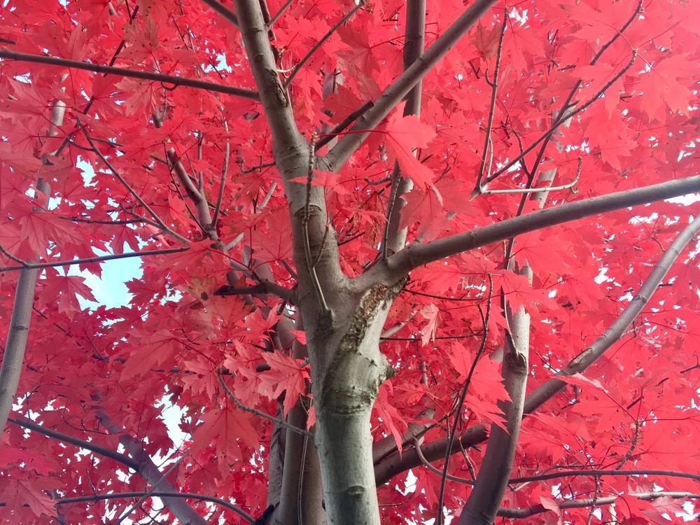 Photo of Japanese Maple (Acer palmatum) uploaded by PoppyLady420