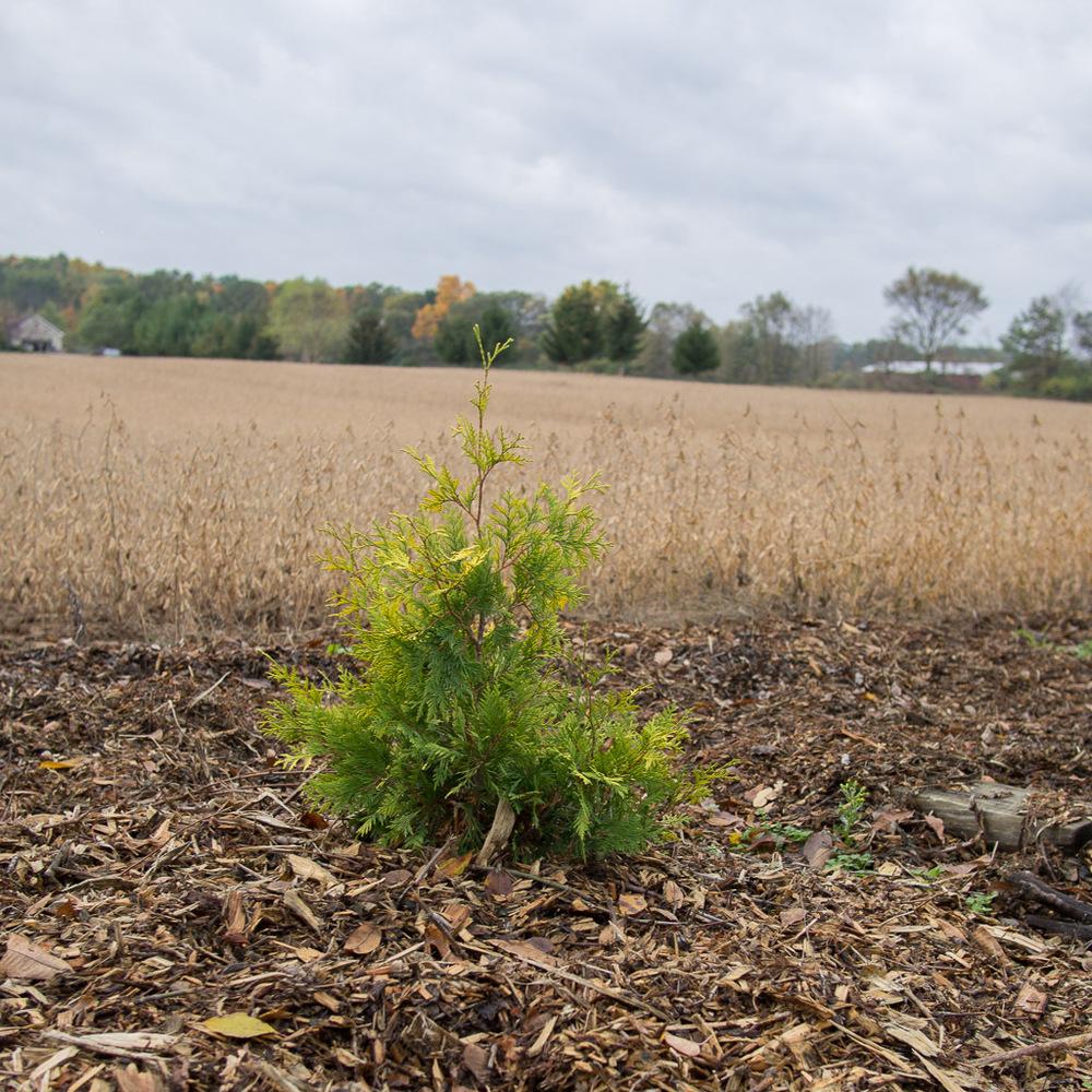 Arborvitaes Plant Care and Collection of Varieties