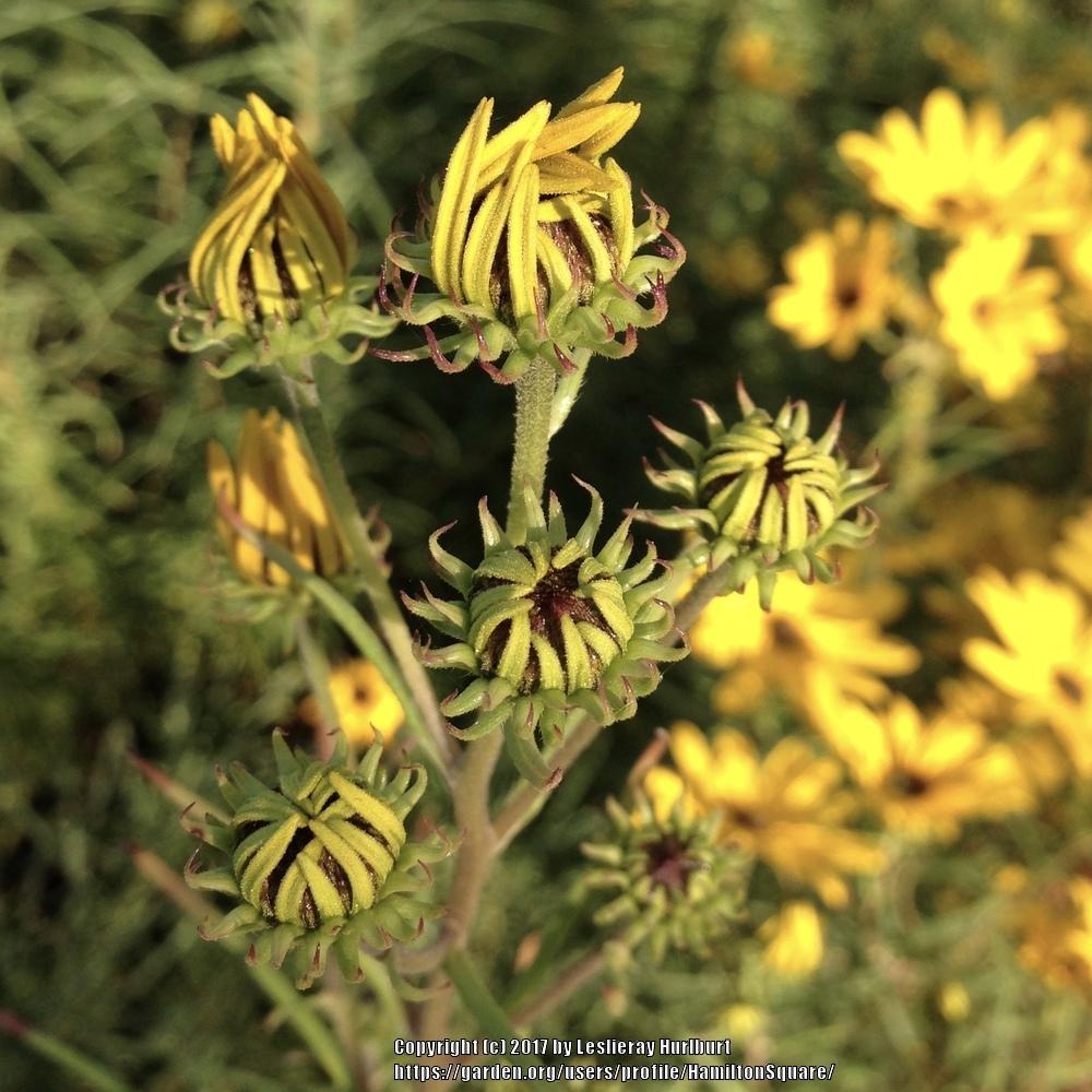 Photo of Willow-leaved Sunflower (Helianthus salicifolius 'First Light') uploaded by HamiltonSquare