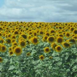 Location: Chaumussay, France
Date: 2017-08-04
Fields full of sunflowers in this area of France