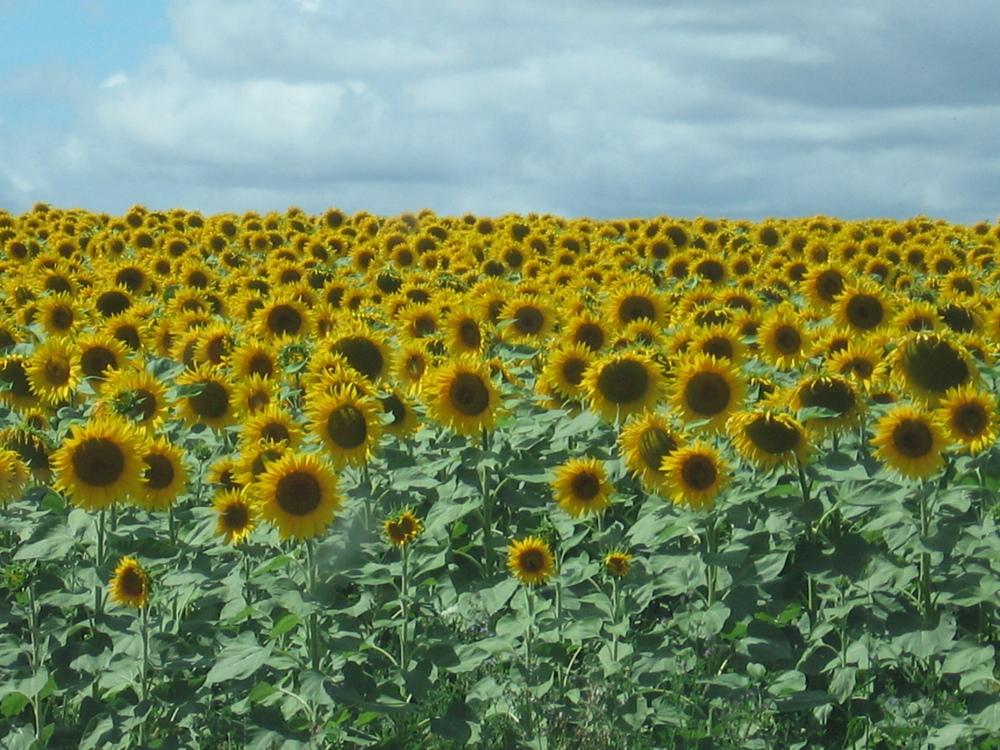 Photo of Sunflowers (Helianthus annuus) uploaded by Yorkshirelass
