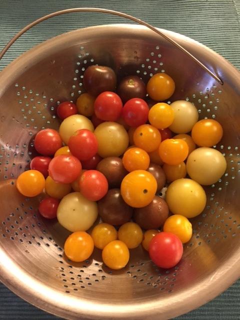 Photo of Tomatoes (Solanum lycopersicum) uploaded by gngrbluiz