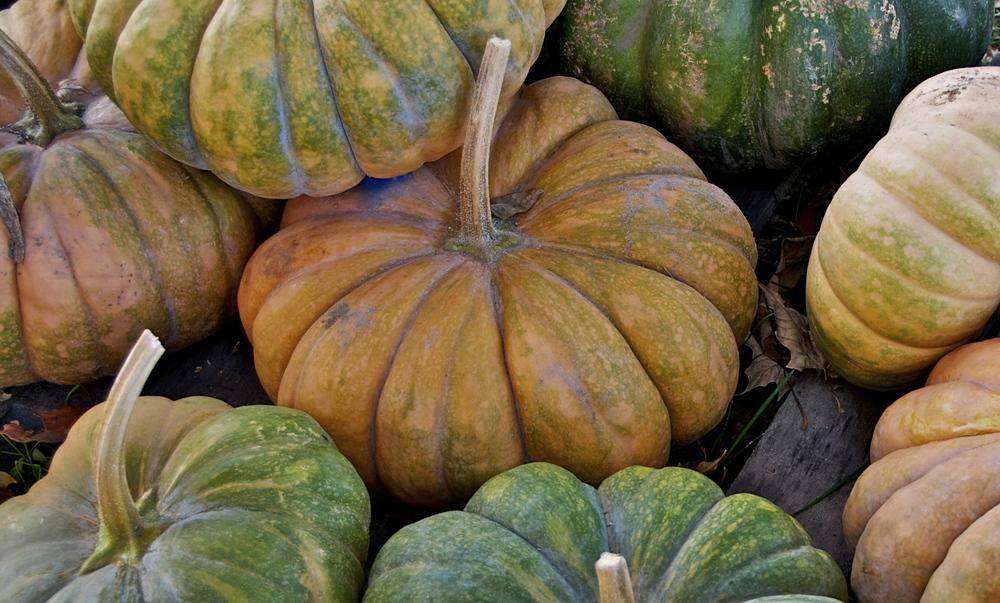 Gourds, Squashes And Pumpkins Plant Care and Collection of Varieties