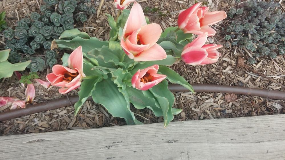 Photo of Tulips (Tulipa) uploaded by wpgardener