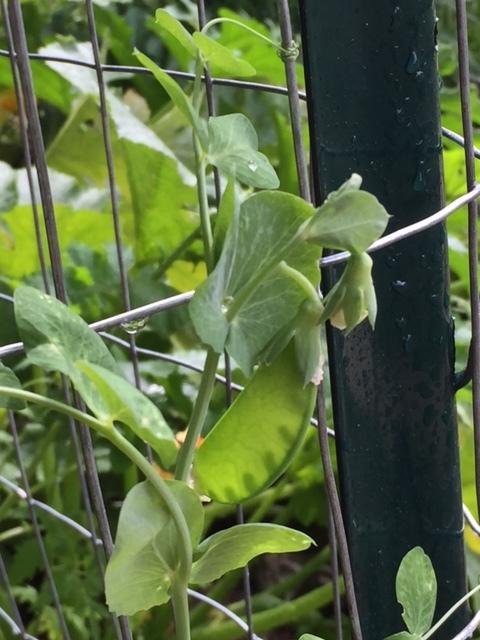 Photo of Peas (Lathyrus oleraceus) uploaded by gngrbluiz