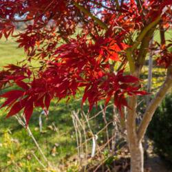 Location: Clinton, Michigan 49236
Date: 2017-10-27
"Acer palmatum 'Sumi Nagashi', 2016, Red Leaf Japanese Maple, AY-