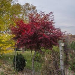 Location: Clinton, Michigan 49236
Date: 2017-10-27
"Acer palmatum 'Sumi Nagashi', 2016, Red Leaf Japanese Maple, AY-