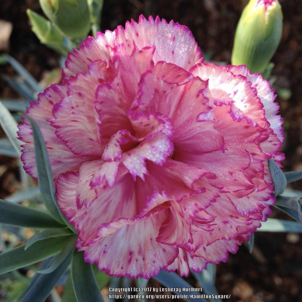 Dianthus Plant Care and Collection of Varieties